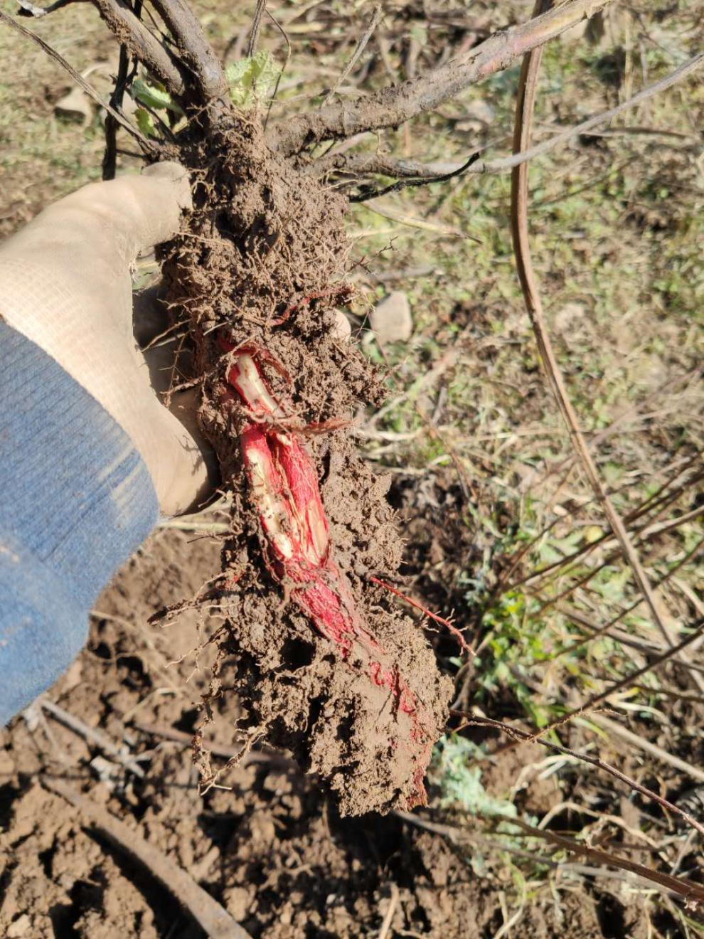 特级野生紫丹参 整根野生丹参500克顺丰可切野丹参片磨丹参粉【图片