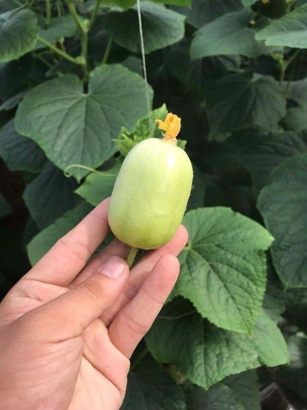 金童玉女瓜小黄瓜水果新鲜嫩指拇孕妇清甜营养玉女黄瓜1斤试吃装不