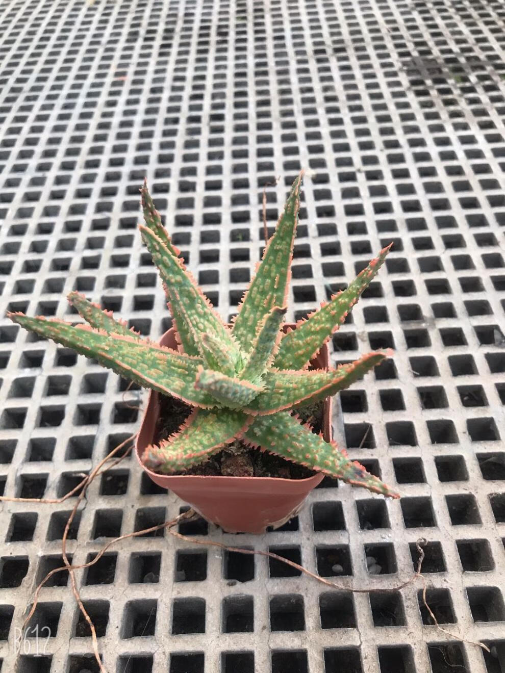 芊阙仙人球金元宝芦荟多肉稀有品种吉祥之物吸甲醛绿植盆栽大金元宝