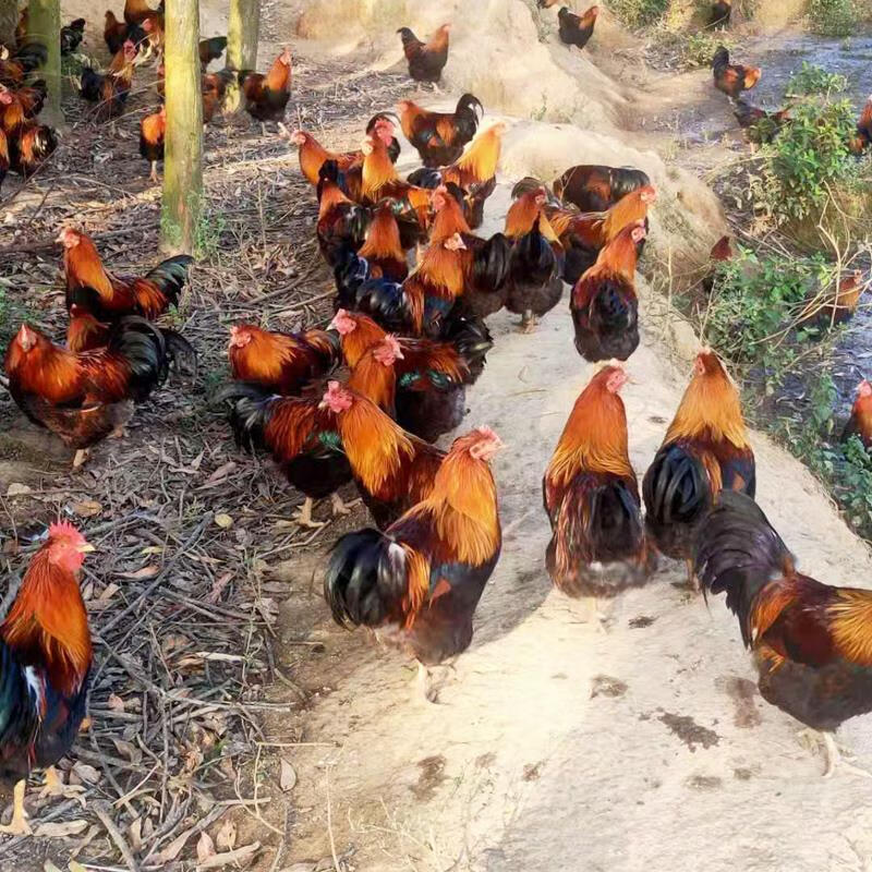 广东正宗清远阉鸡散养现杀走地大扇鸡黑凤鸡白切鸡 净重4斤整鸡【图片