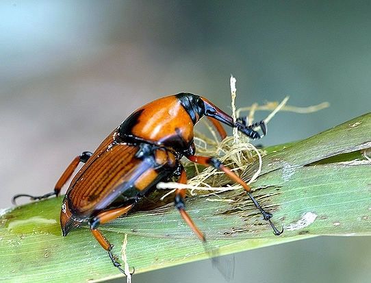 竹象虫 山珍美味烧烤美食吃400克 云南特产竹虫 竹笋虫香脆 400克
