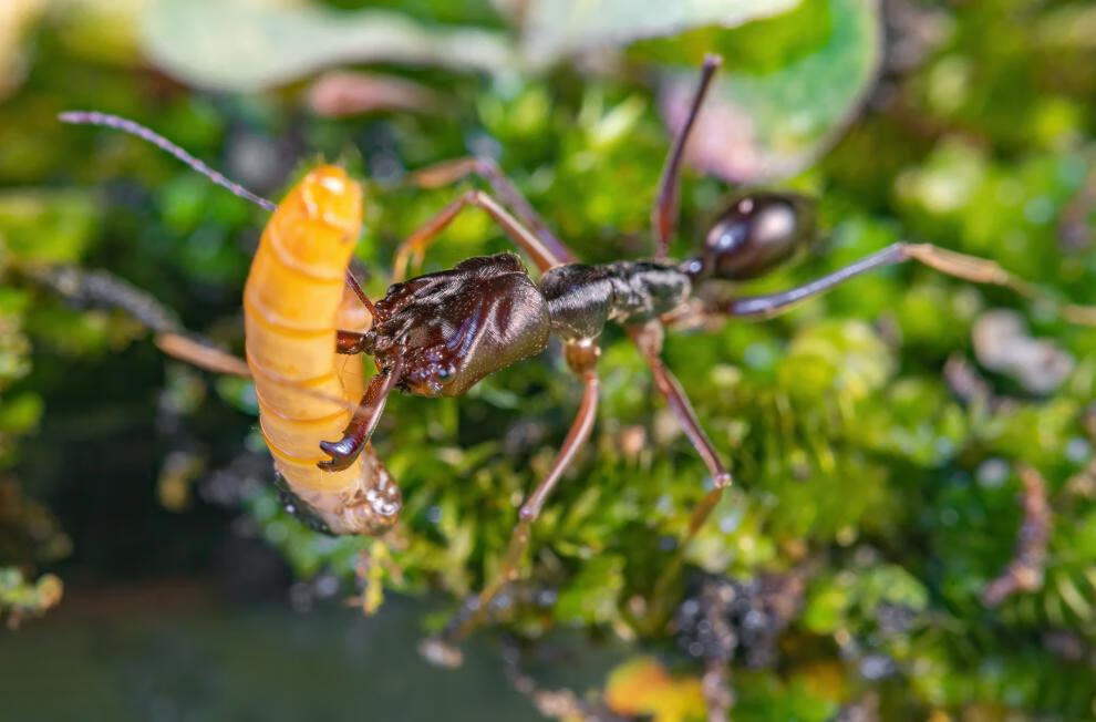 山大齿猛蚁蚂蚁宠物凶猛的蚂蚁蚂蚁工坊大蚂蚁活体攻击速度快 1后50工