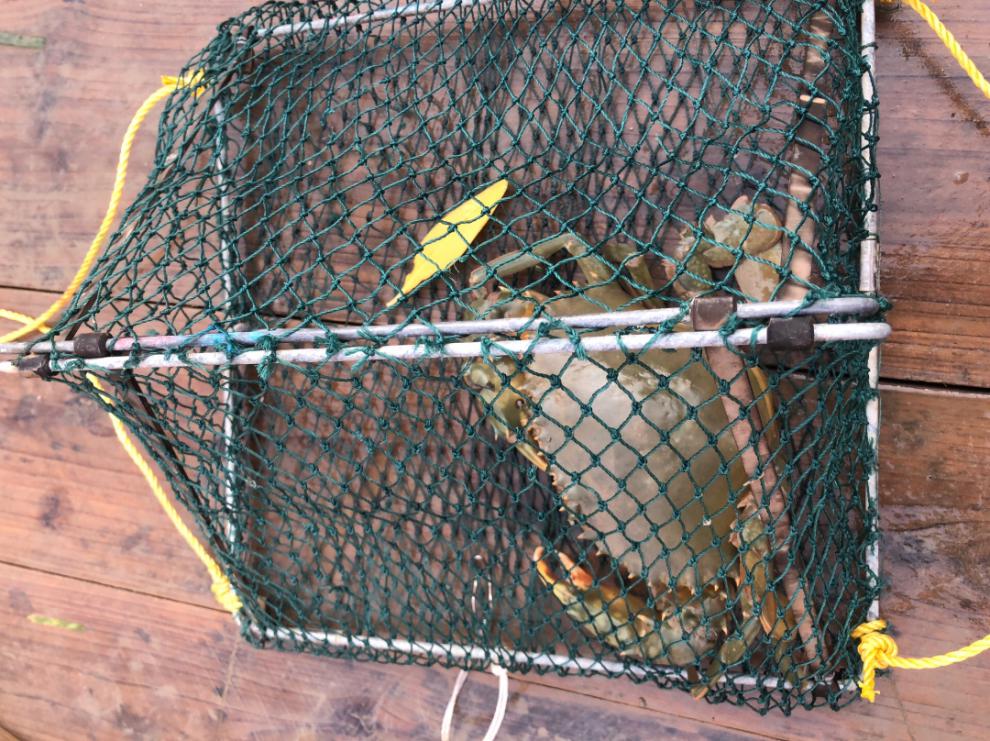 抓螃蟹笼子神器 海用抓青蟹神器翻转钓螃蟹笼折叠网捕蟹夹笼35*35加重