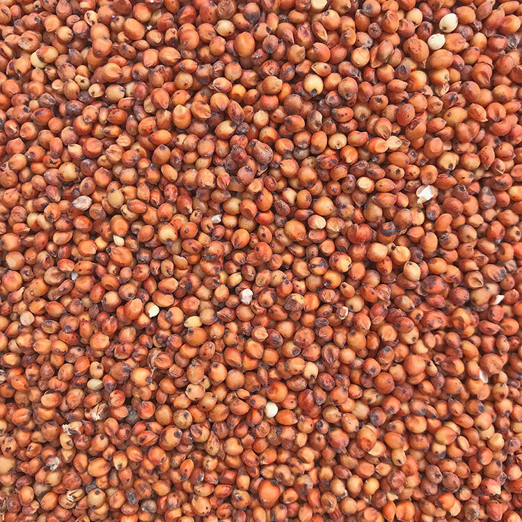 带皮红高粱米去壳未脱皮红高梁鸽粮高粱喂鸽子粮食饲料熬粥煲粥酿酒红