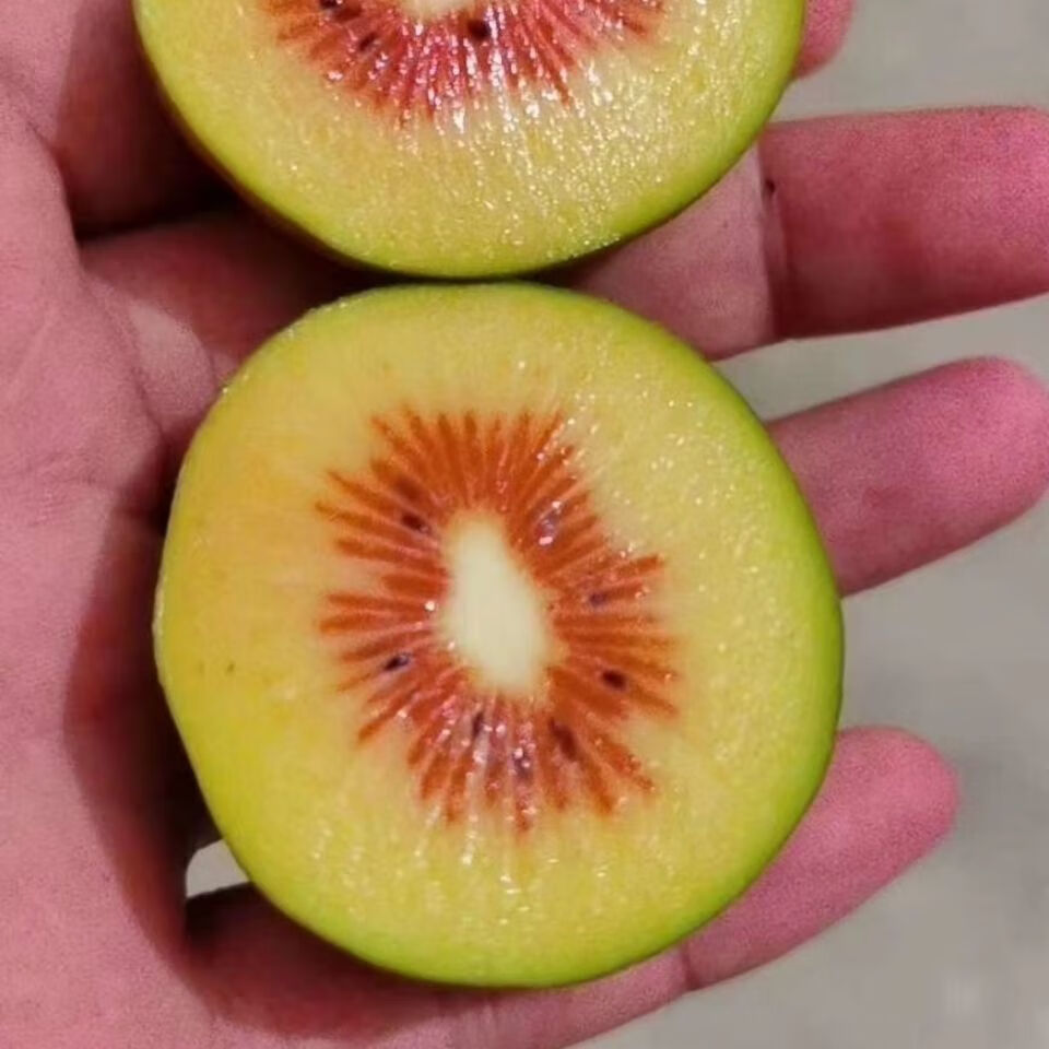 媚调 四川广元苍溪特产红心猕猴桃奇异果新鲜水果苍溪紫云弥猴桃5斤大