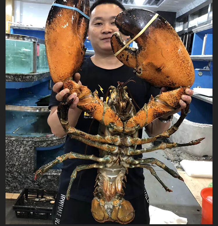 闻度鲜生冻波士顿龙虾海鲜水产鲜活冷冻新鲜特大龙虾 生冻 1条9斤
