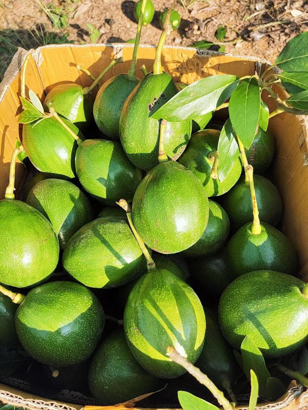 海南白沙特产粉糯牛油果特大果非五斤礼盒装ems 12个 七斤花皮大果8到