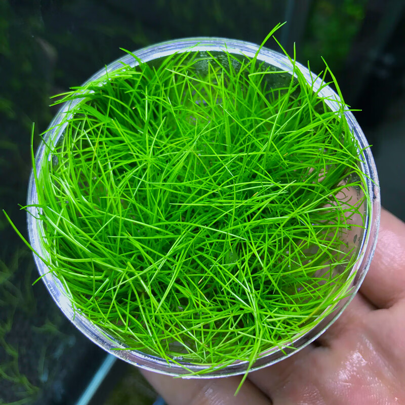 2021新品活体水草鱼缸造景前景草日本迷你牛毛正宗迷你牛毛牛毛毡无菌