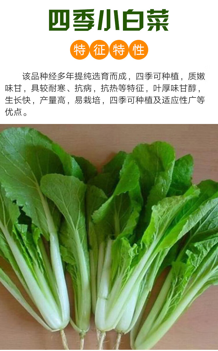 四季小白菜种子小青菜种籽阳盆栽台大田春季秋季四季播种蔬菜种孑白帮