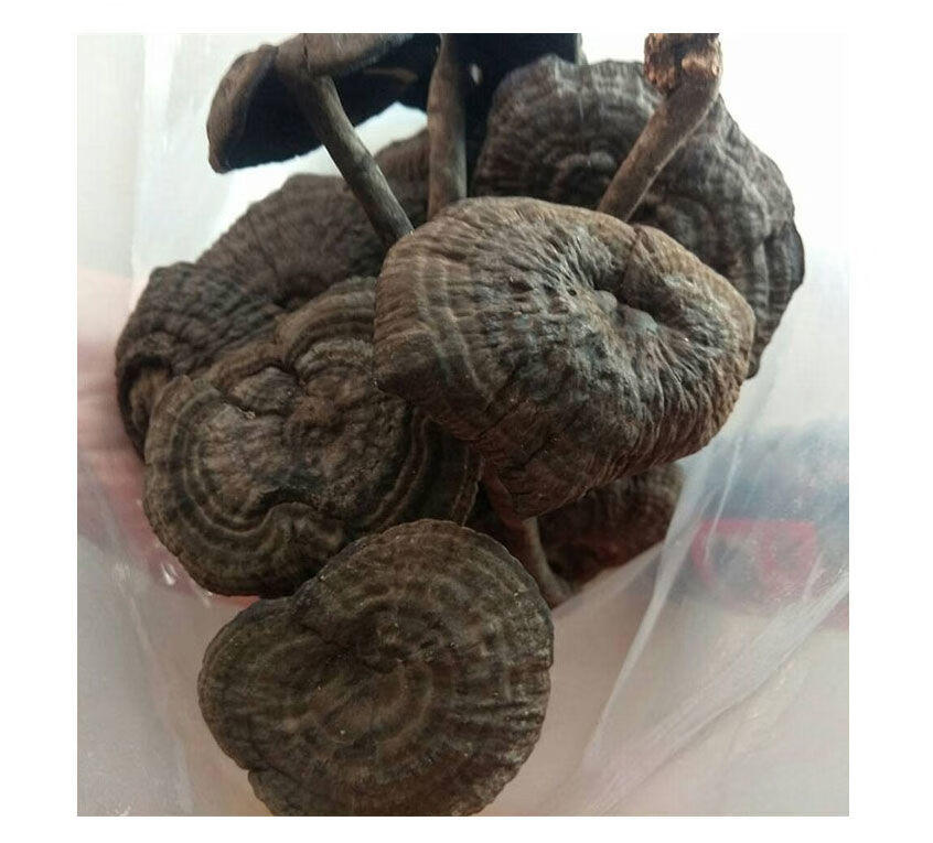 竺芝堂 皱盖灵芝 黑芝 玄芝黑肉假芝假芝皱盖假芝香血灵芝 野生假芝血