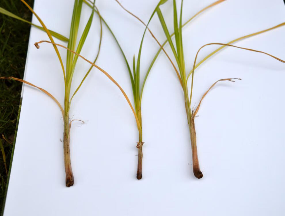 国光莎能 12%氯吡嘧磺隆一年生阔叶杂草及莎草科香附子杂草除草剂 3g