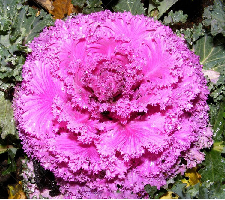 梦里丹日本羽衣甘蓝蔬菜种子苗食用蔬菜种子阳台四季盆栽雨衣语衣甘篮