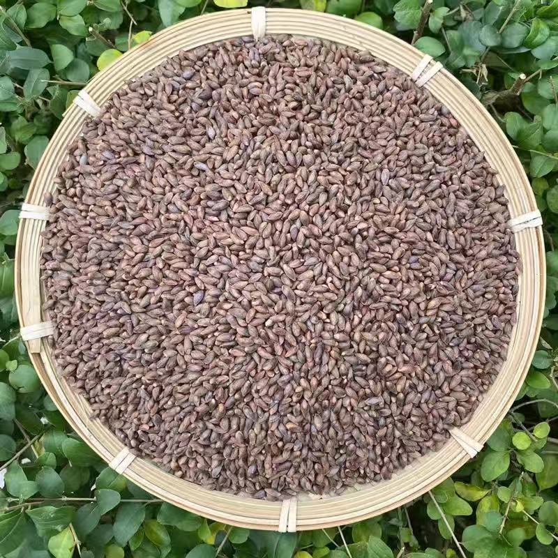 夜之君秦岭山野生柏树籽侧柏籽柏树籽侧柏树种子侧柏果实壳乌发助眠