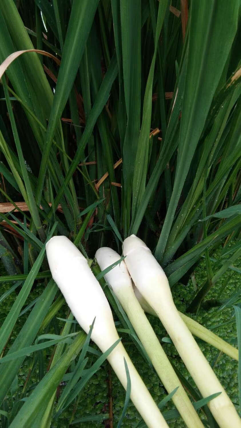 云南新鲜茭白农户自种时令茭瓜高笋水笋月子下奶茭儿水产蔬菜现摘