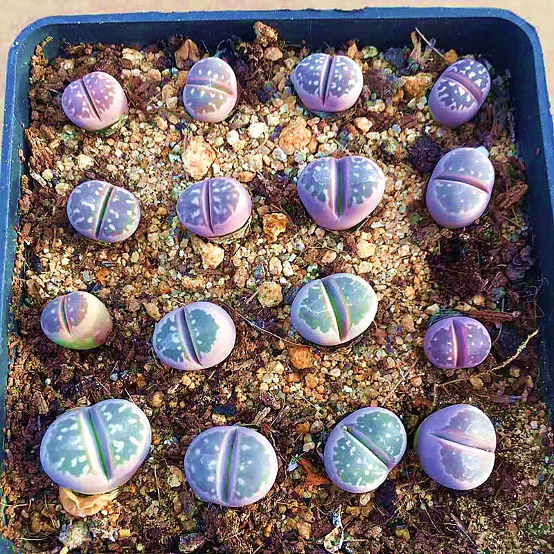 战长沙橄榄玉 生石花 多肉植物 肉肉植物 萌肉肉组合盆栽花卉 两年生