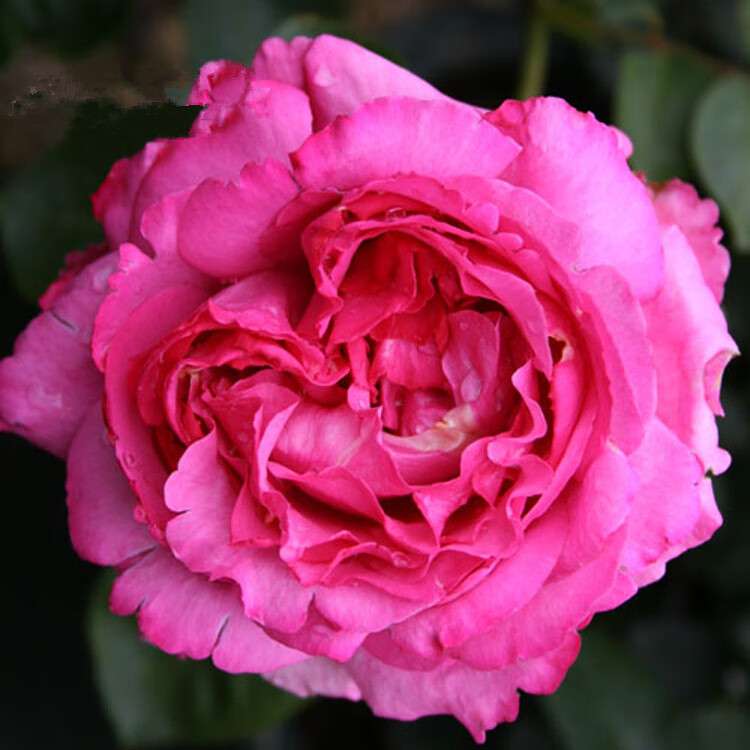 强香型藤本月季伊芙伯爵四季开花勤花大花型抗病性强浓郁玫瑰香型 80