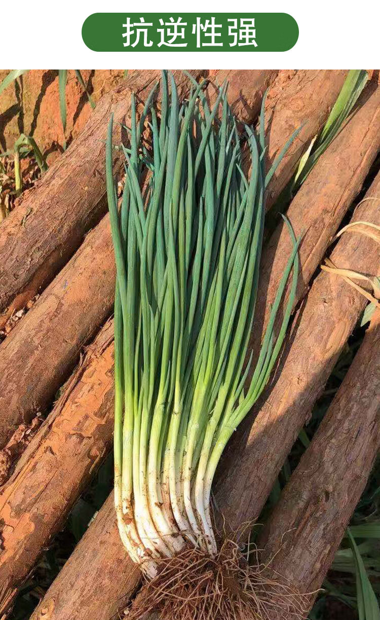 博卉高产上海四季小香葱种子原装150克阳台田园四季种植耐热耐寒上海