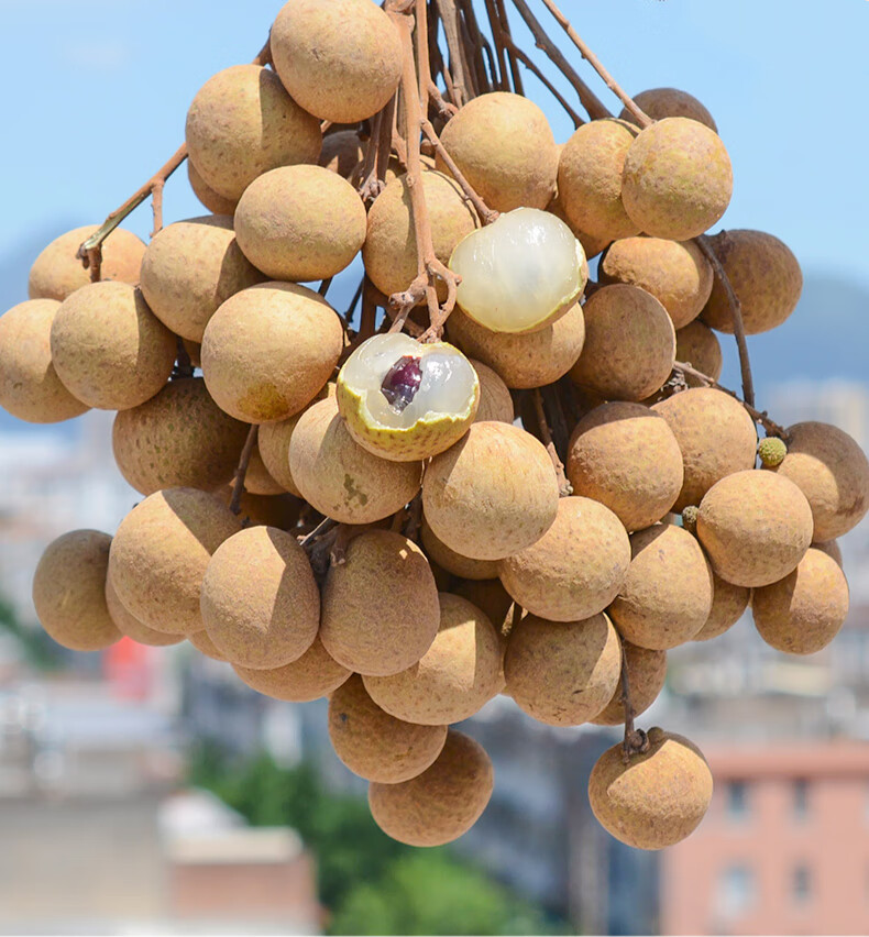 海南大龙眼 新鲜龙眼 新鲜桂圆 当应季时令水果 精选大果 产地直发 3
