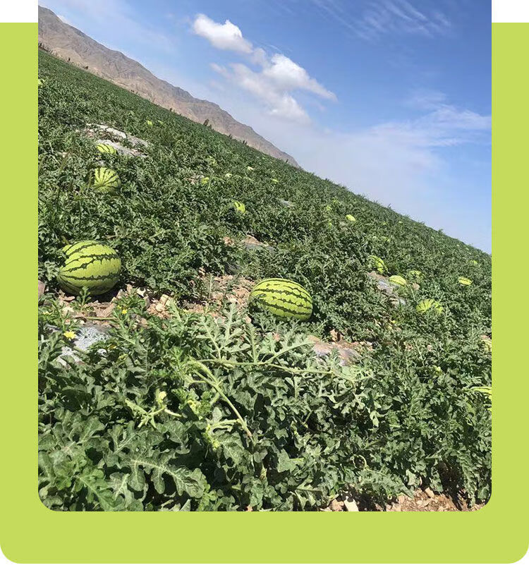 【果园采摘】宁夏富硒现摘现发当季新鲜西瓜压沙石头巨型沙瓤大西瓜