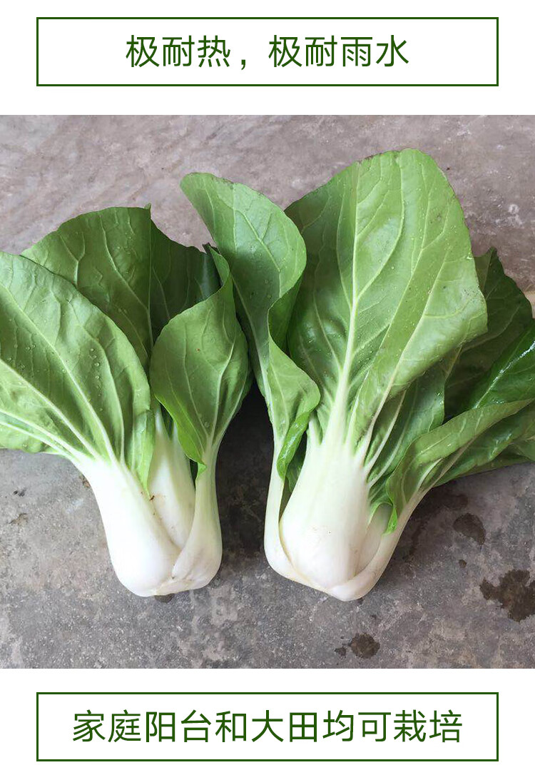 白梗种子耐热快菜矮脚小白菜种籽春季夏季秋季四季青菜种籽 矮冠1号10