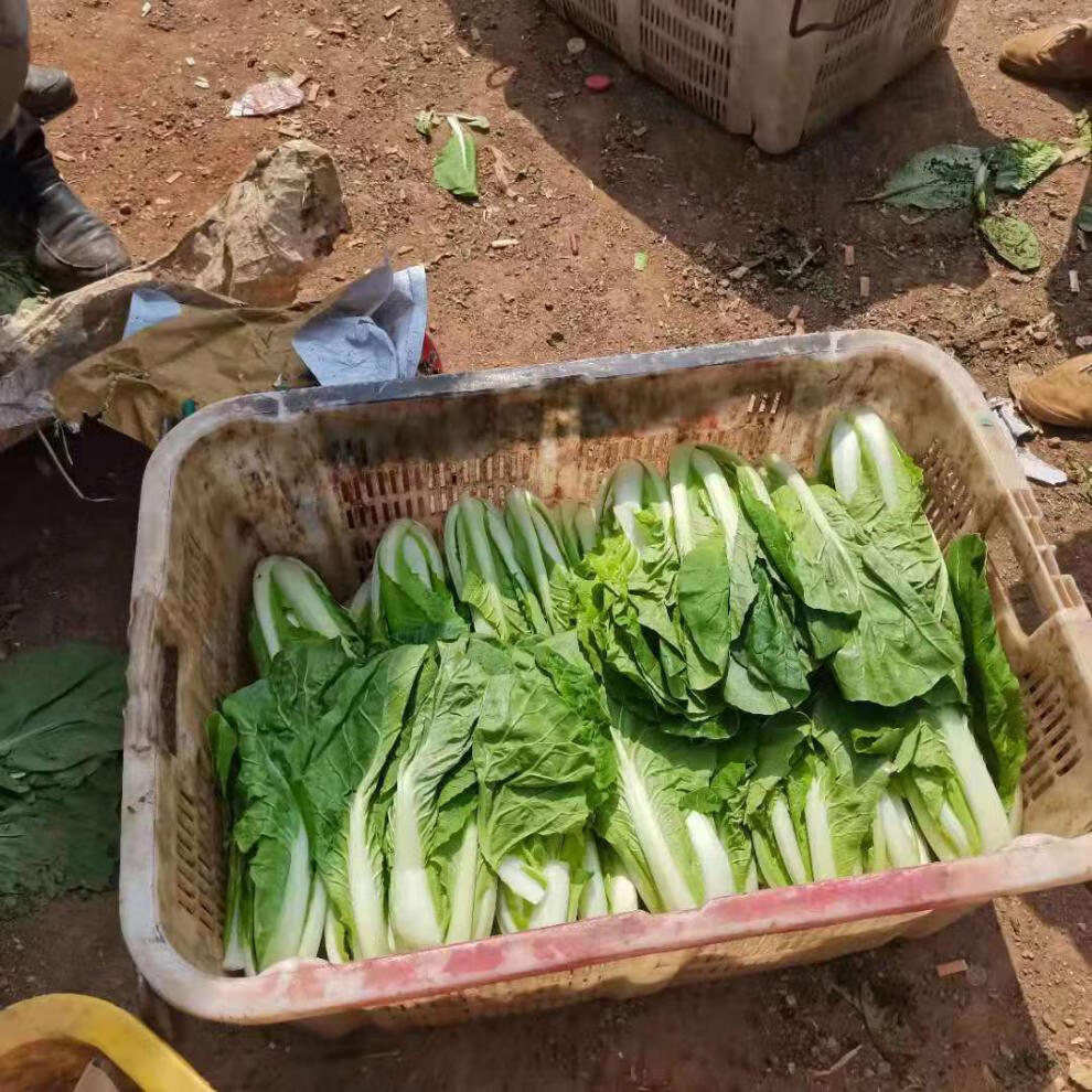 云南高原新鲜蔬菜黄心小白菜时令蔬菜绿色蔬菜现摘现发3斤5斤精选泡沫