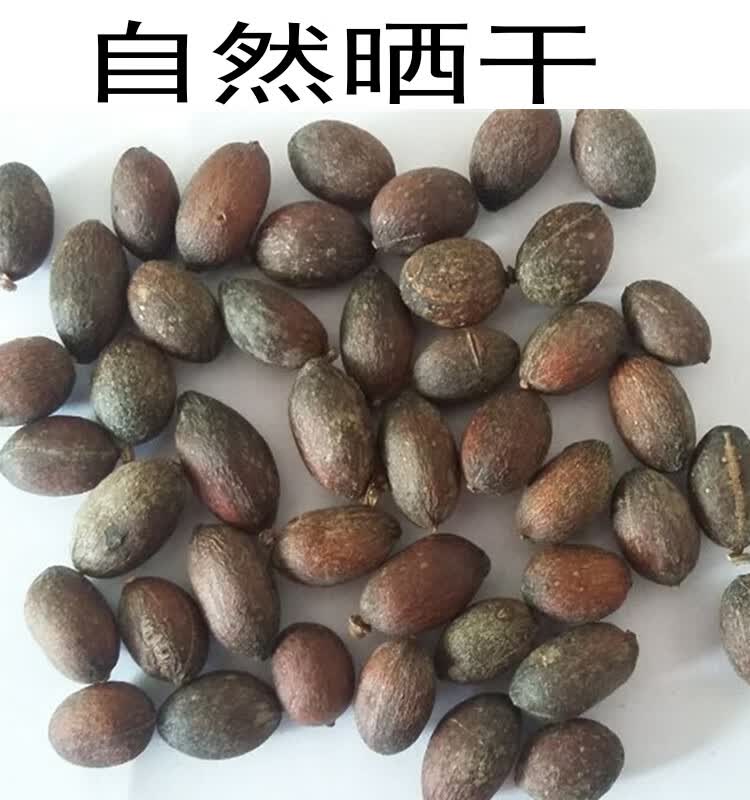 中药材葵树子葵树籽葵扇子葵扇籽蒲葵籽蒲葵子500g