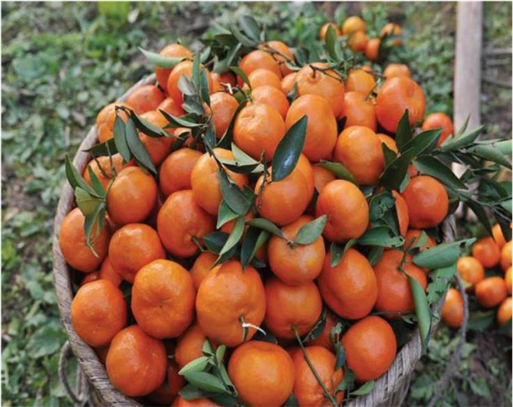 四川红橘老品种红桔子做陈皮老树红桔大红袍红袍新鲜万州红橘qq 大果