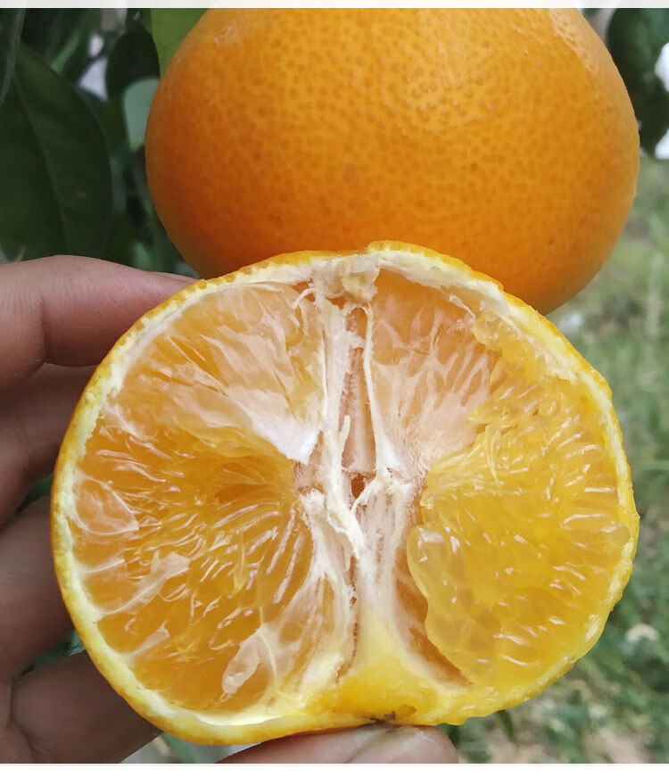 顺丰速发现摘红美人爱媛28号果冻橙5斤礼盒装送礼送人柑橘当季超甜