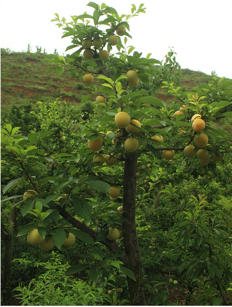 四川雅安汉源黄金李剥皮李子桃花李5斤装新鲜孕妇水果现摘发货 35-45g