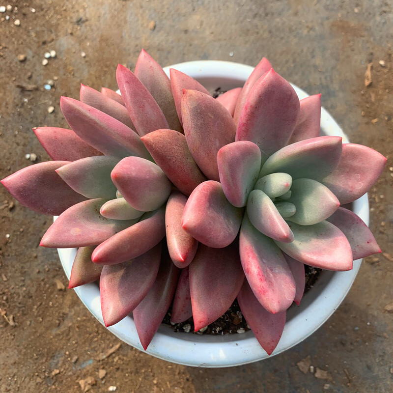 精品桃花源多头多肉植物群生爆盆新手好养 单头8-10cm 裸根不带土