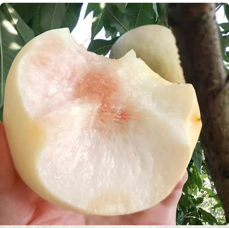 水蜜桃脆甜5斤顺丰酷果汇 5斤 白桃【精选中大果】-中通快递【图片