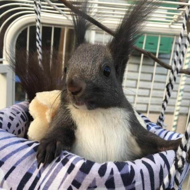 【京选推荐】宠物魔王松鼠幼崽活体宿舍宠物金花松鼠雪地松鼠养殖场