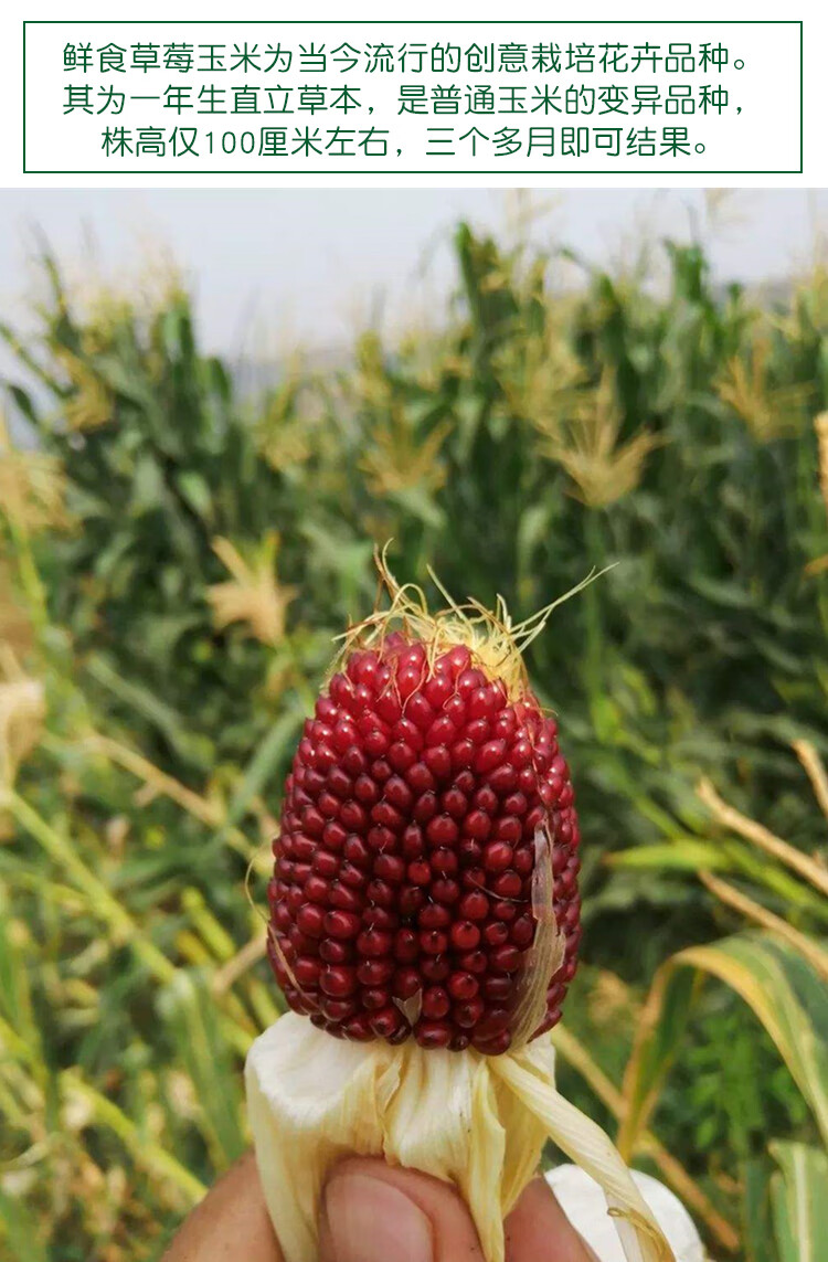 草莓玉米种子鲜食生吃袖珍菠萝玉米水果甜玉米阳台庭院四季播种孑草莓