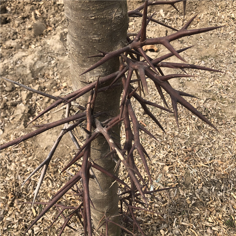 野生天然新鲜皂角刺皂荚刺皂刺天丁皂刺皂角针天钉天丁明干品另售干品