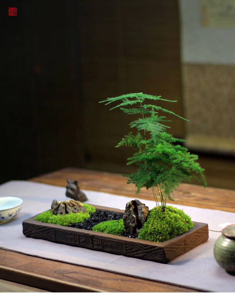 盆栽孤城文竹盆景苔藓枯山水中式禅意日式茶桌办公桌面盆栽孤城文竹