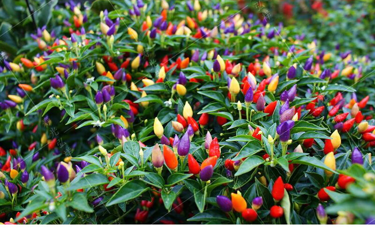 多彩朝天椒种子彩色辣椒种盆栽小辣椒秋季冬季抗病耐热抗寒四季播 黑