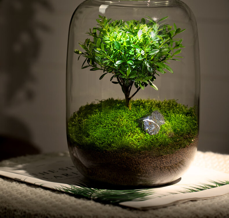微景观生态瓶生命之树苔藓创意桌面盆栽青苔造景植物办公室内绿植 款