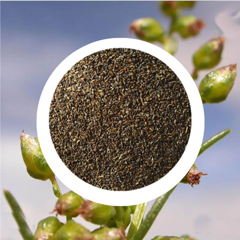 沙蒿子沙蒿种子牧草种子多年生薄蒿草荒漠蒿籽生态植物种子沙蒿种子1