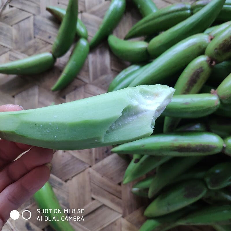 新鲜羊排果云南西双版纳特色酸果牛角果酸果新鲜羊排果牛角果2斤