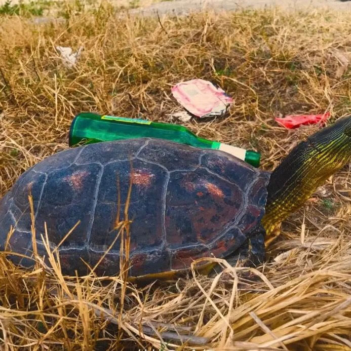 陆地特大吃菜草龟宠物龟小乌龟活体龟大母草吃菜龟大乌龟 4斤左右