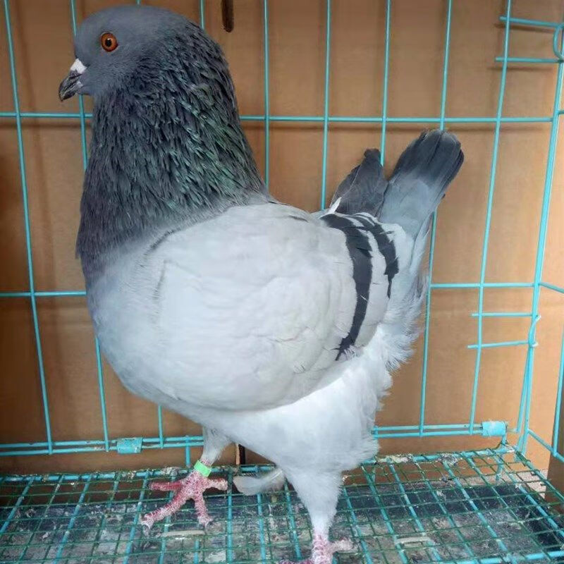 【店铺推荐】鸽子活纯种大型元宝鸽落地王青年肉鸽子银王鸽瓦灰鸽白羽
