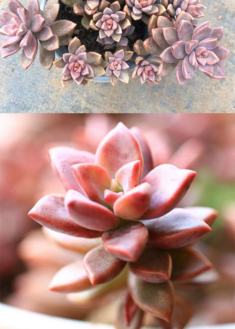 多肉植物绿植基地姬胧月盆栽花卉批发特大颗卧室阳台观赏盆栽精品姬