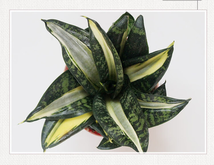 基地虎皮兰哈尼黄金兰白玉银脉荷花兰虎耳兰 黑钻【1棵】【18~25cm】