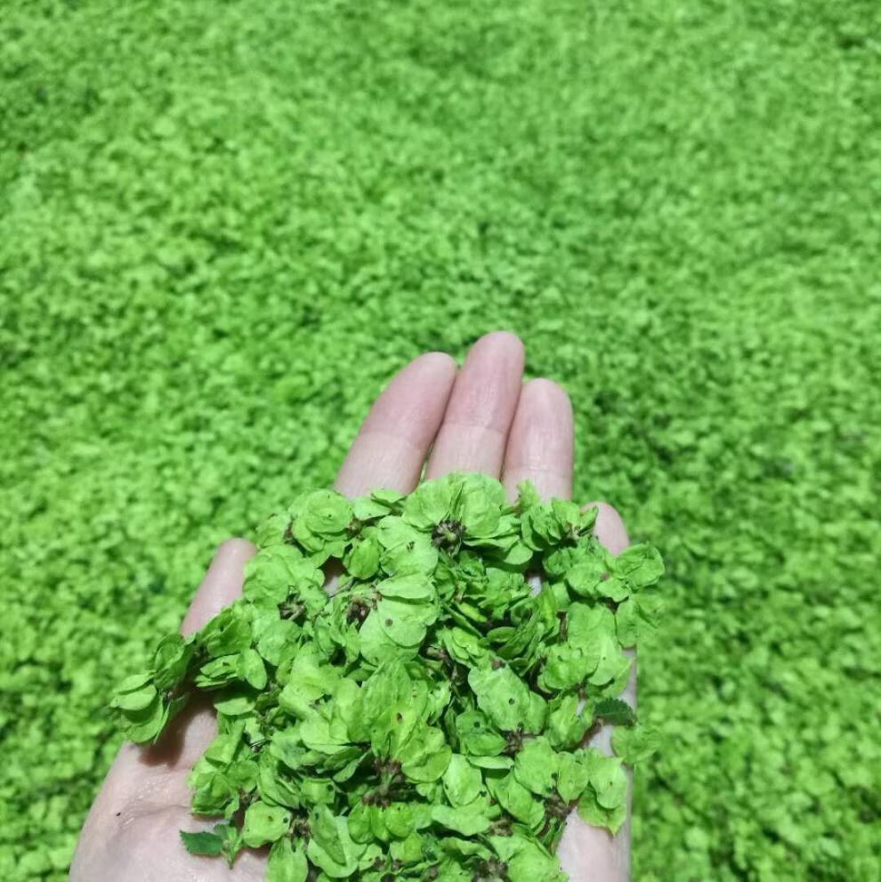 21年 新鲜榆钱 叶榆钱窝窝菜野菜榆钱串子榆树叶 1500g