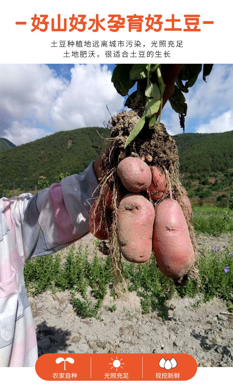 精选云南红皮土豆新鲜洋芋新鲜红皮黄心土豆批发农家自种新鲜蔬菜大果