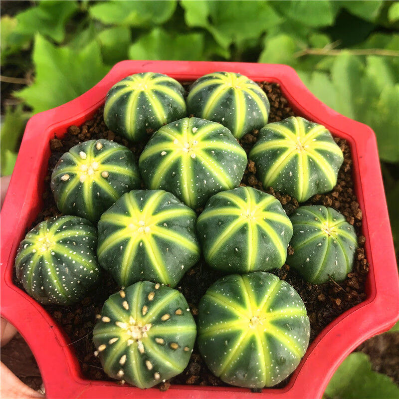 澜墨稀有开花金星兜锦多肉植物盆栽西瓜球肉肉仙人球鸾凤玉超兜布纹球