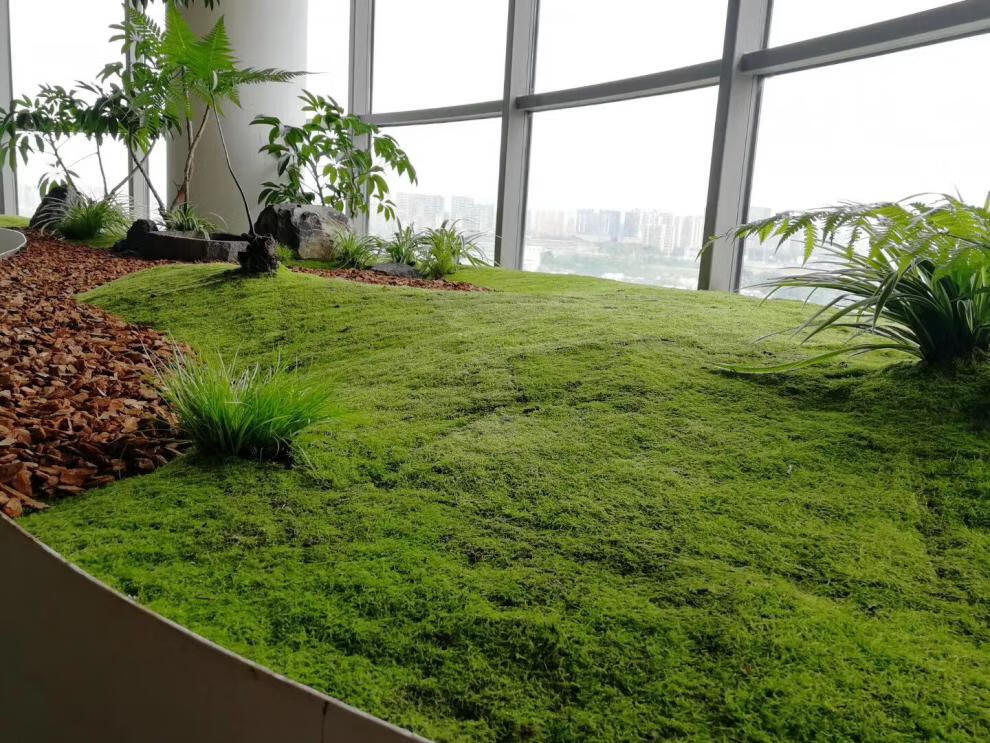 鲜活青苔微景观生态瓶diy白发藓盆景假山装饰水陆缸植