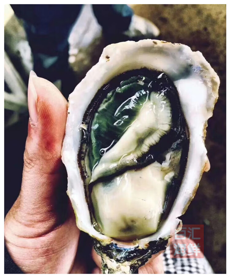 法国生蚝绿翡翠 (5只起售)空运新鲜刺身开壳即食牡蛎鲜活超朴 48只 m(