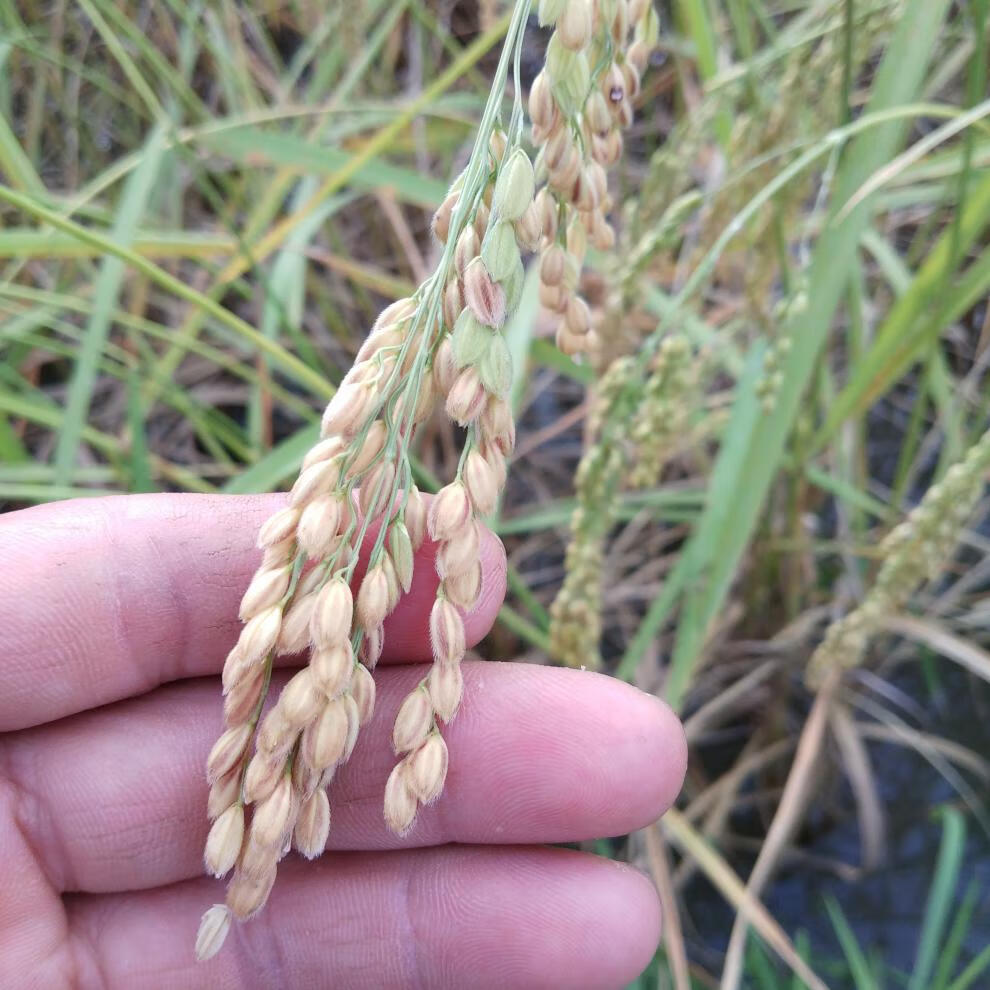 橙伯乐 贵州老品种香禾糯米4斤 香大糯米梯田圆糯米包粽子白糯米饭折