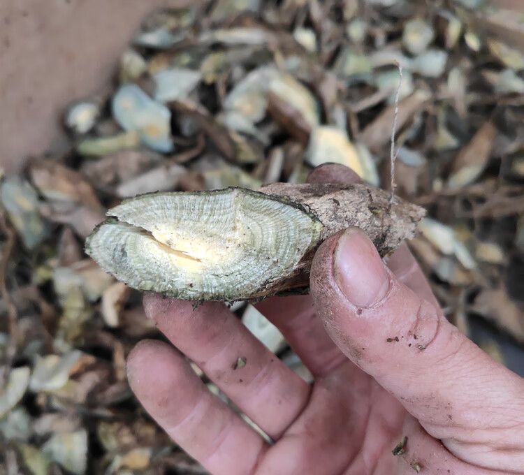 伟博 毛冬青根 纯根 细叶毛冬青新鲜毛东青中药材六月霜500克干品